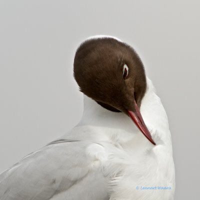 Black-headed Gull/Skrattms 