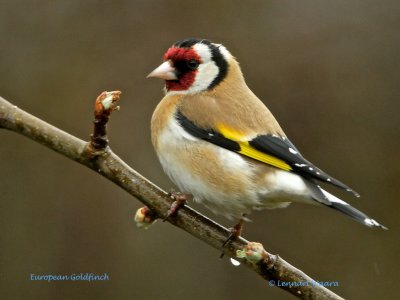 Eurasian Goldfinch/Steglits