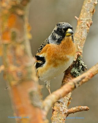 Brambling/Bergfink/male
