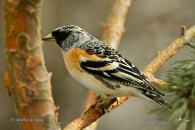 Brambling/Bergfink/male