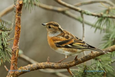 Brambling/Bergfink/female