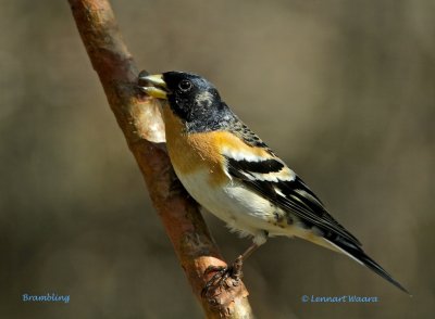 Brambling/Bergfink/male