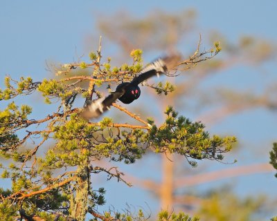 Black grouse/Orre