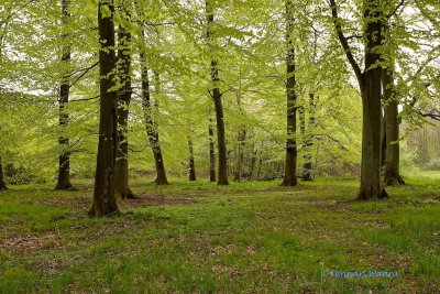 Beech wood in spring light - I