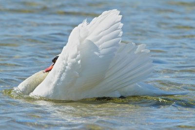 Mute Swan - showing off....