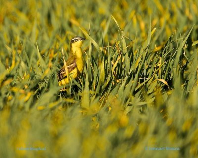 Yellow Wagtail/Gulrla/ hiding in the field.