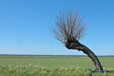 Typically cut willow tree in Skne