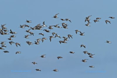 Bartailed Godwit/Myrspov
