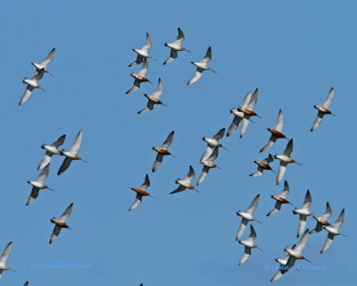 Bartailed Godwit/Myrspov