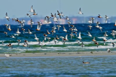 Bartailed Godwit/Myrspov