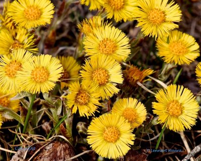 Hästhov / Colt´s-foot / Tussilago farfara
