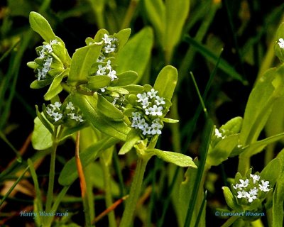 Vårfryle / Hairy Wood-rush / Luzula pilosa