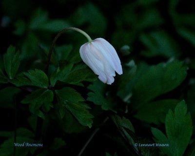 Vitsippa / Wood Anemone / Sedum album