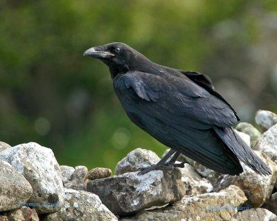 Common Raven/Korp