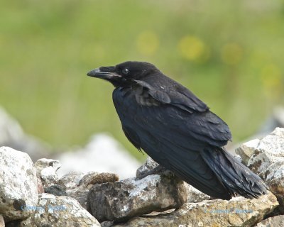 Korp / Common Raven