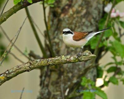 Red-backed Shrike/Trnskata