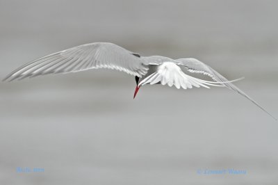Arctic Tern/Silvertrna.