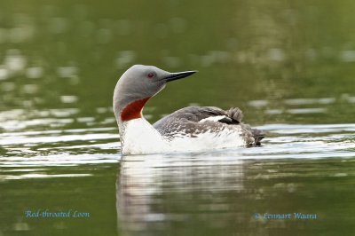 Red-throated Loon/Smlom 