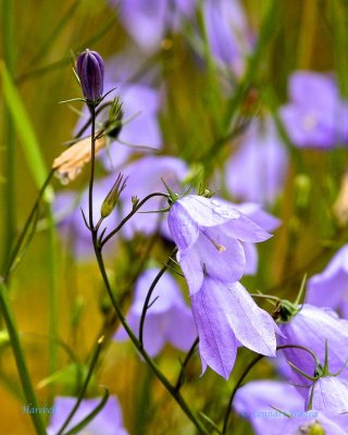 Liten blåklocka / Harebell / Campanula rotundifolia