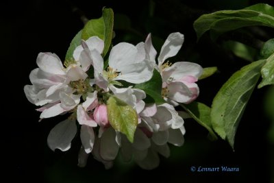 ppelblom / Apple blossom.