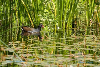 Common Moorhen-Rrhna