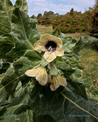 Bolmrt / Henbane / Hyoscgamus niger