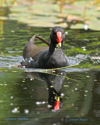 Common Moorhen-Rrhna 