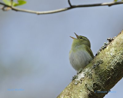 Grnsngare / Wood Warbler