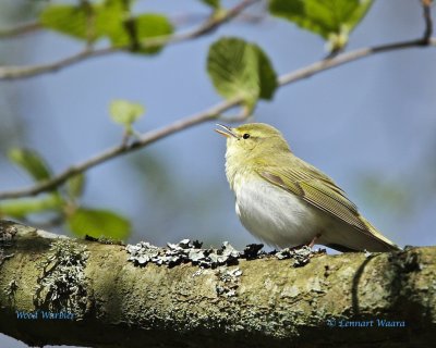 Wood Warbler/Grnsngare 