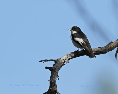 European Pied Flycatcher-Svartvit flugsnappare.