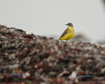 Yellow Wagtail/Gulrla