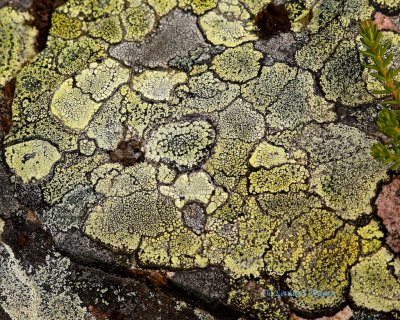 Micro landscape - lichen.