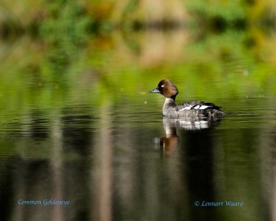 Common Goldeneye/Knipa/ female