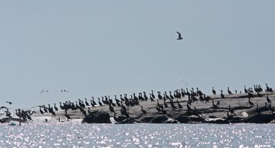 Colony of cormorant