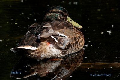 Mallard/Grsand.