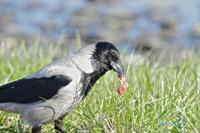 Hooded Crow/ Corvus Cornix/Grkrka / feeding from a birds nest.
