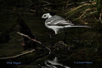 White Wagtail/Sdesrla