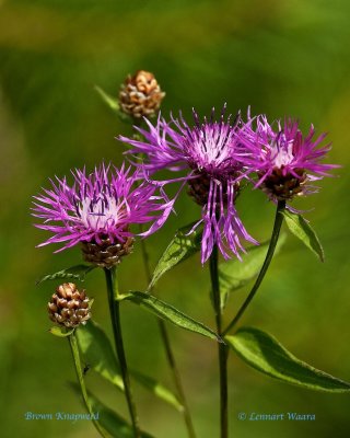 Rödklint / Brown Knapweed / Centaurea jacea