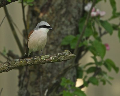 Red-backed Shrike/Trnskata