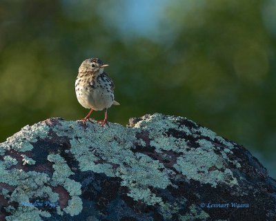 Meadow Pipit/ngspiplrka
