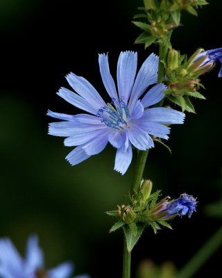 Cikoria / Chickory / Cichorium intybus.