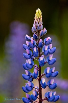 Blomsterlupin / Garden Lupin