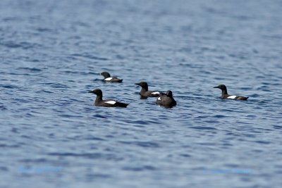 Black Guillemot-Tobisgrissla