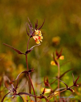 Ängskovall / Common Cow-wheat / Melampyrum pratense.