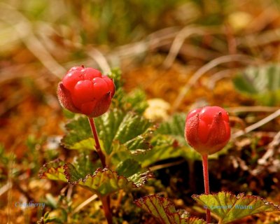 Hjortron / Cloudberry / Rubus chamaemorus.