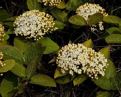 Fläder / Elder / Sambucus nigra