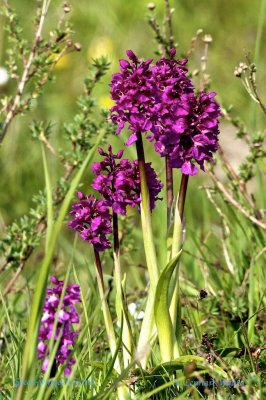 Gknycklar / Green-winged Orchid / Orchis morio