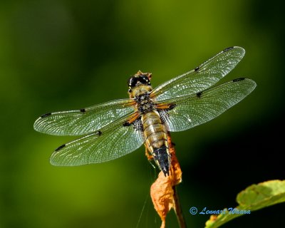 Four spotted skimmer/Libellula quadrimaculata.