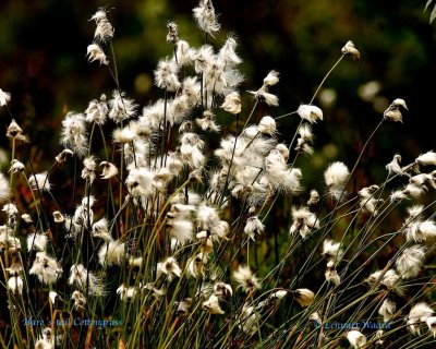 Tuvull / Hares-tail Cottongrass / Eriophorum vaginatum.