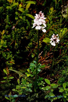Jungfru Marie Nycklar / Heath Spotted-orchid / Dactylorhiza maculata.jpg